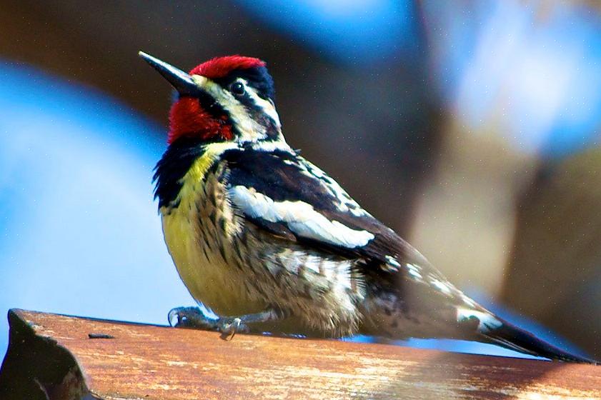 Sapsucker Yellow-Bellied