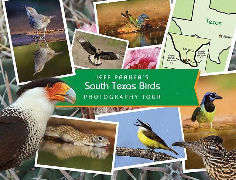 Isso faz com que muitos pássaros do sul do Texas sejam espécies-alvo populares para observadores de pássaros