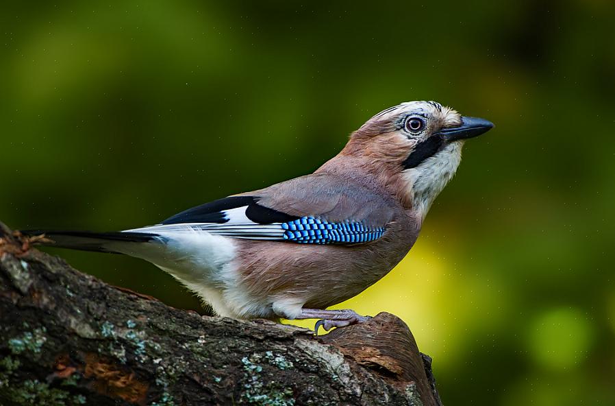 Jay Black-Crowned