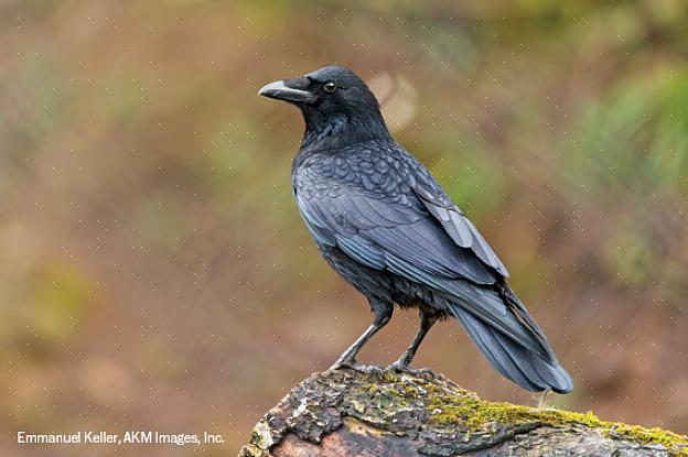 O corvo europeu é uma das aves mais amplamente distribuídas no norte da Europa