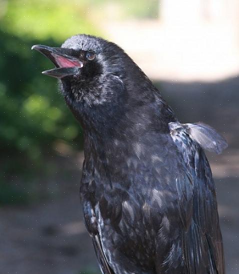 O peixe corvo é outra ave frequentemente confundida com os corvos europeus