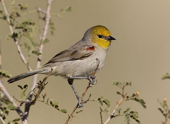 Habitat e distribuição de Verdin