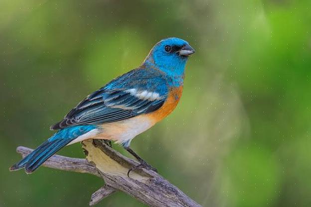 Identificação de bandeirolas lazuli