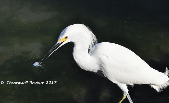 As aves pernaltas compartilham uma variedade de características comportamentais que ajudam a identificar