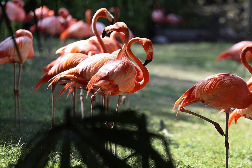 Mas podem ser surpreendentemente fáceis de ver para observadores de pássaros que desejam adicionar flamingos