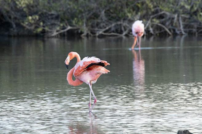 Flamingo Caribenho