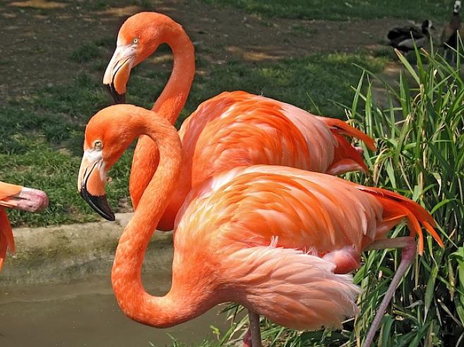 Os flamingos europeus podem ser encontrados em grandes lagoas abertas