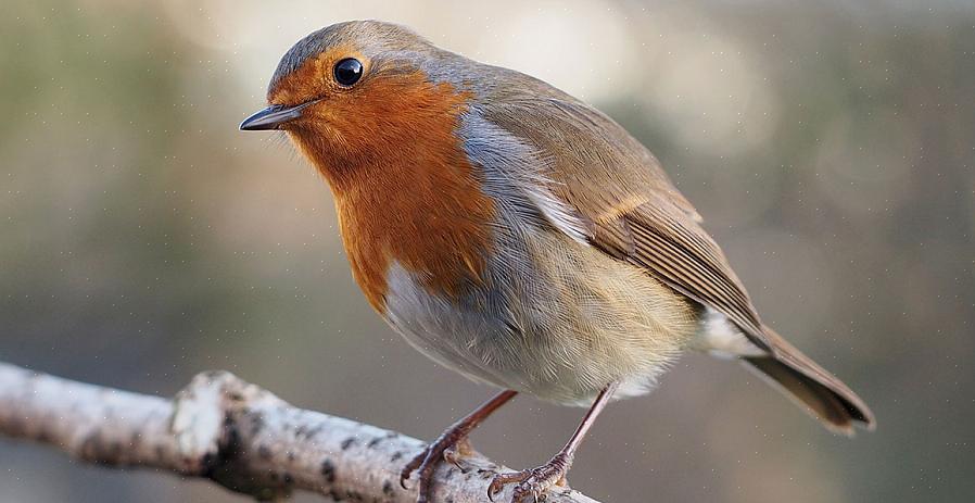 Embora o robin europeu possa parecer superficialmente semelhante ao robin europeu