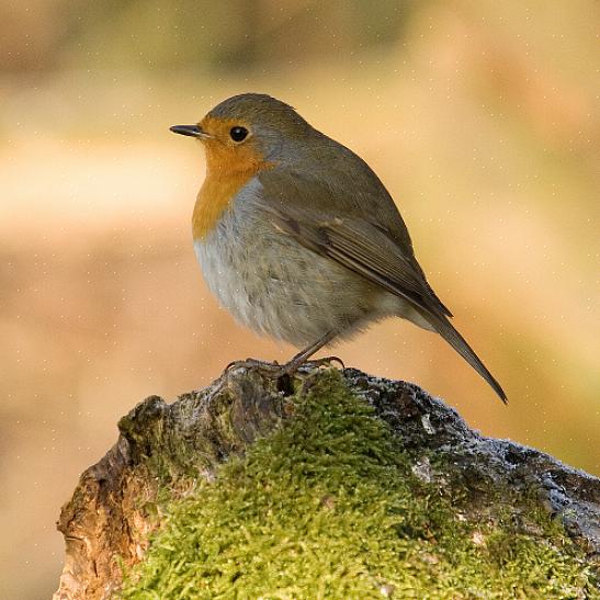 Os tordos europeus podem ser facilmente encontrados em áreas de floresta aberta