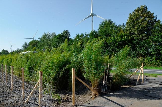 Ao comprar plantas para sua sebe de privacidade de bambu