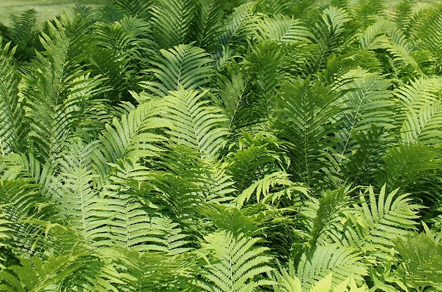 As samambaias staghorn (do gênero Platycerium) se parecem muito com chifres de veado ou alce