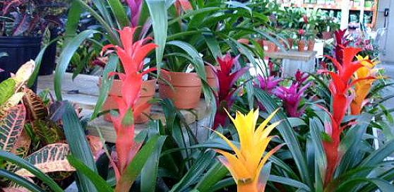 A maioria das pessoas obtém bromélias como plantas de presente quando suas brácteas coloridas estão brotando