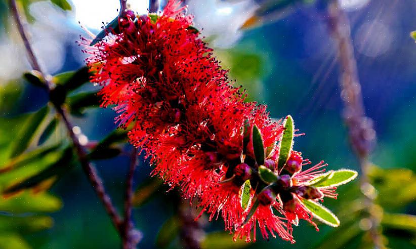 Melaleuca viminalis ou Callistemon viminalis