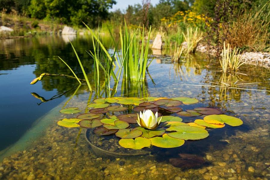 A estética de uma piscina natural pode desanimar alguns nadadores que estão acostumados com água